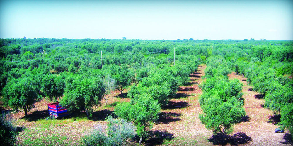 Гостьовий будинок Masseria Nuova San Marzano di San Giuseppe Екстер'єр фото